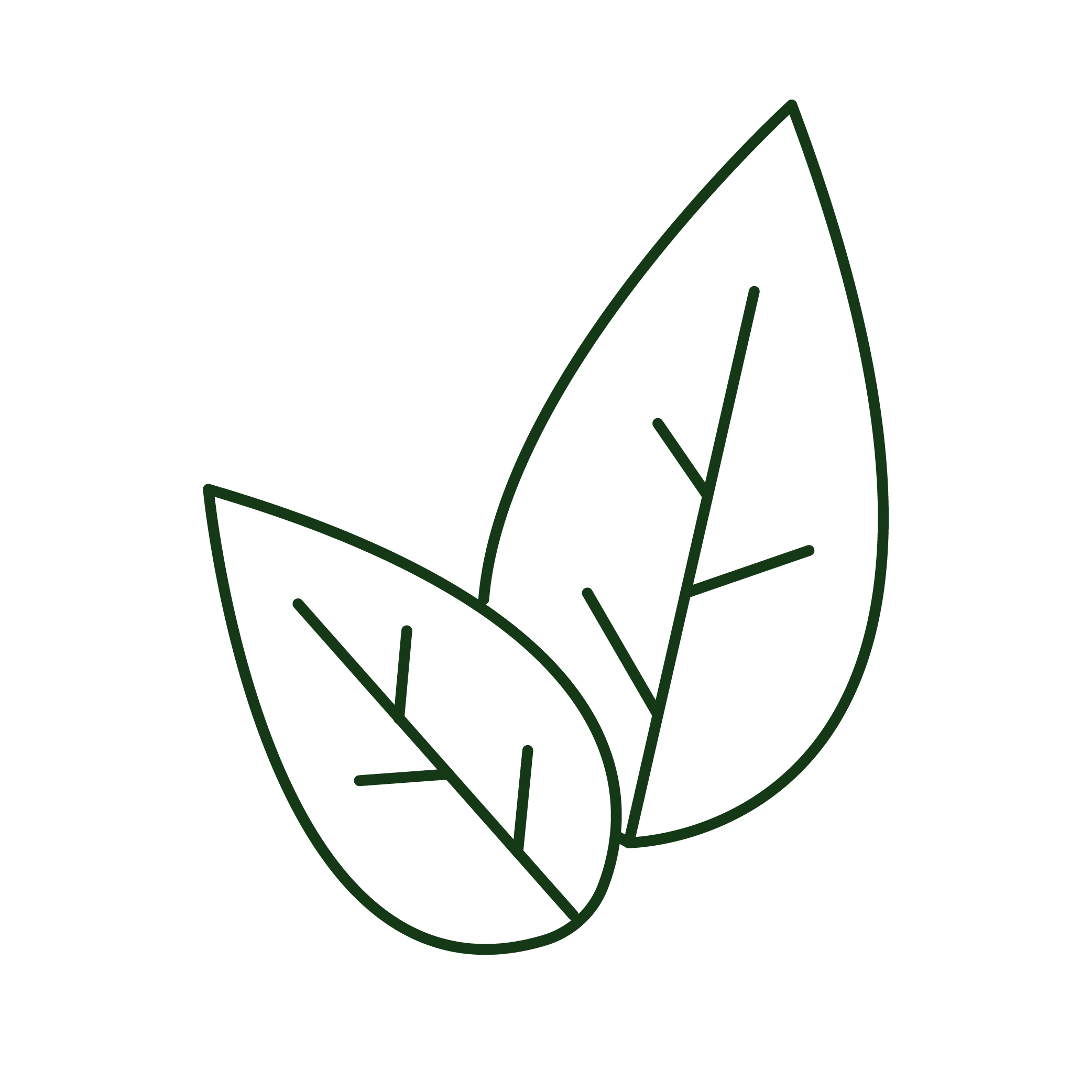 Ceremonial Matcha