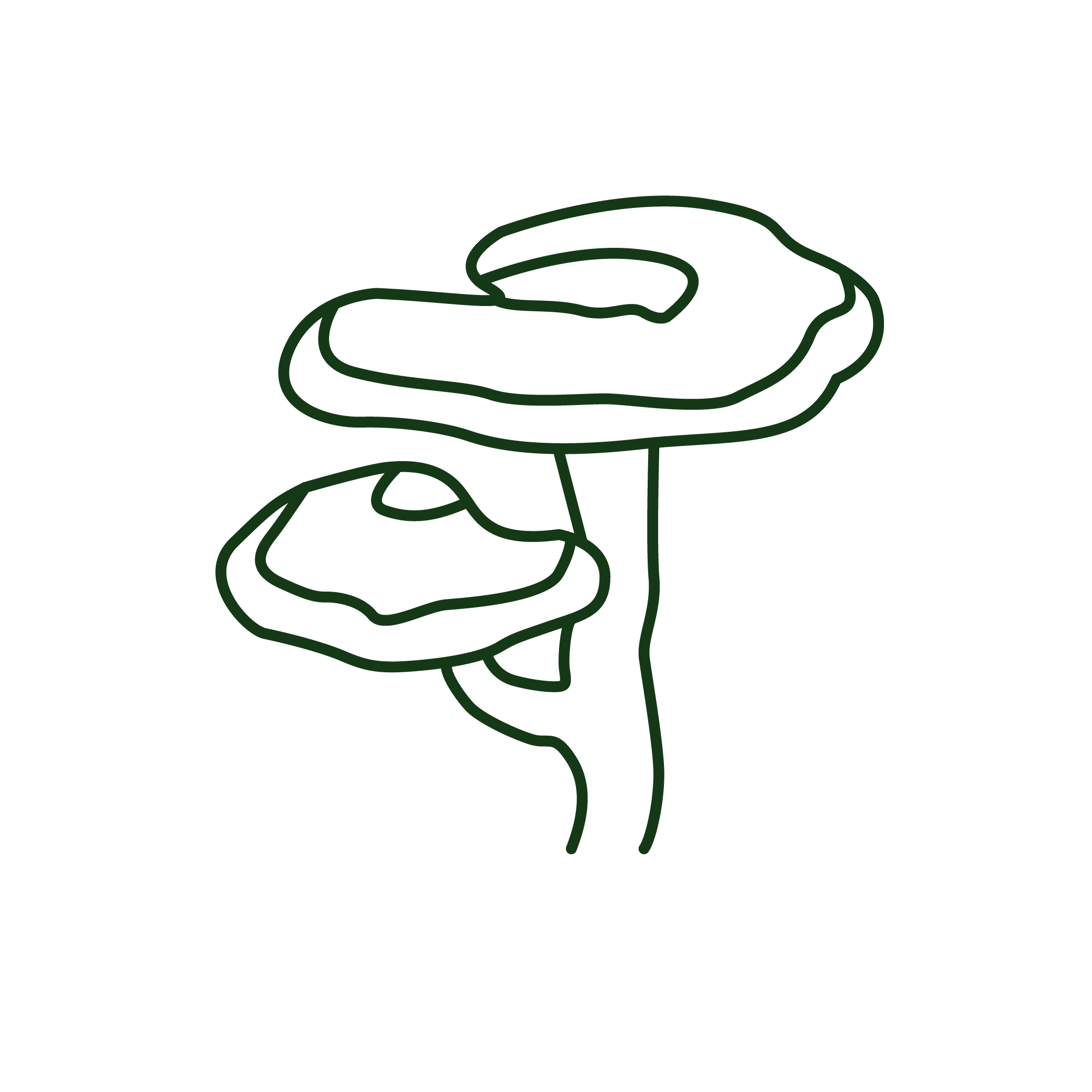 Reishi Mushroom