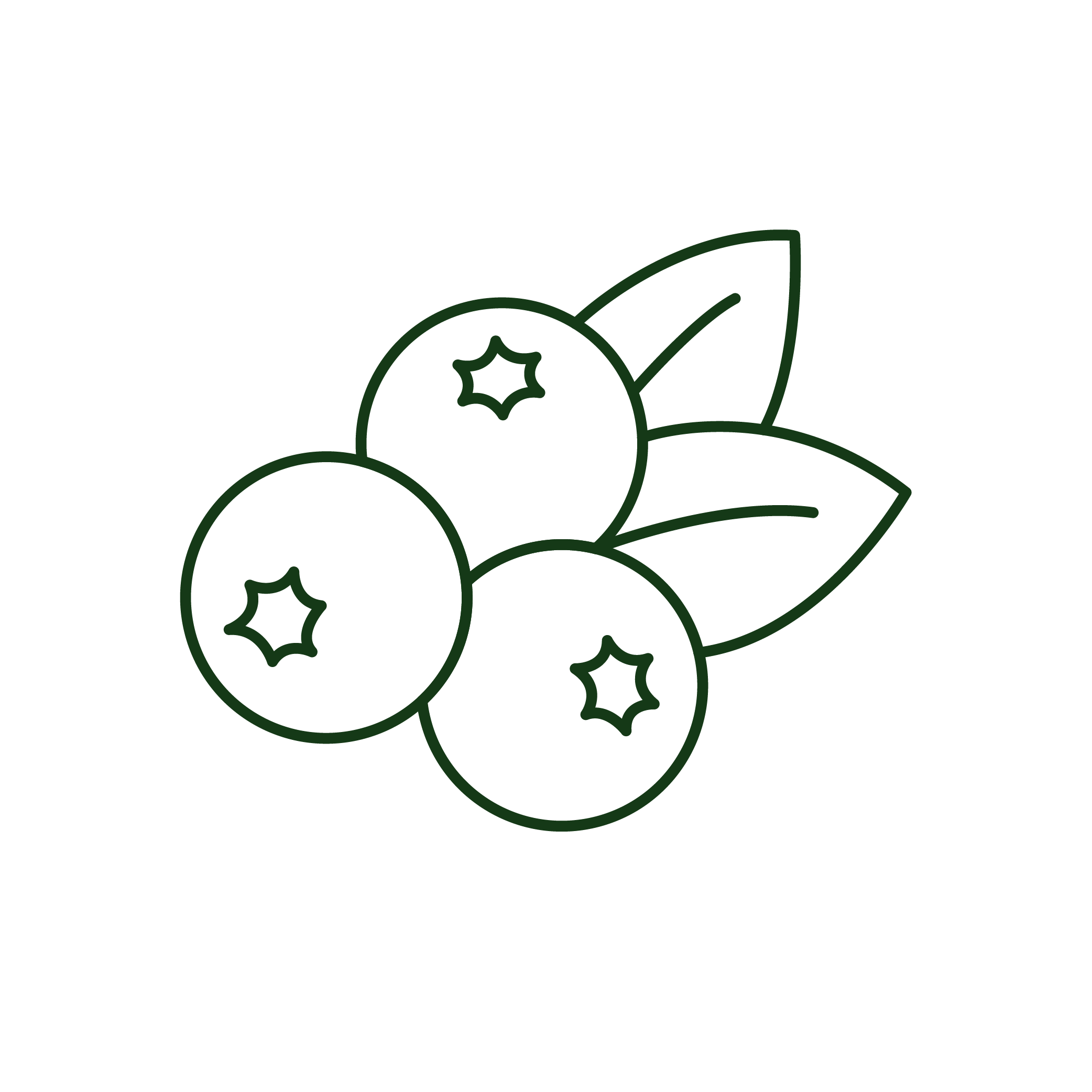 Schisandra Berry